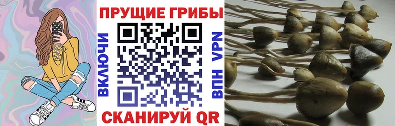 Галлюциногенные грибы мицелий продажа наркотиков Биробиджан